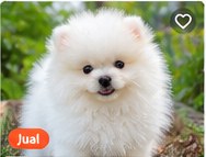 Poodle Toy Cute