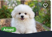 Shih Tzu Siap Adopsi
